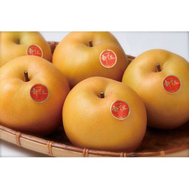 鳥取県産新甘泉梨　大玉