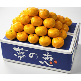 夢未来みかん　夢の恵（２）　ＩＷ−７