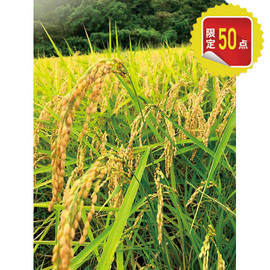 宮川営農組合のお米　新之助（精米５ｋｇ／玄米５ｋｇ）