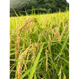 宮川営農組合のお米　コシヒカリ　精米１８ｋｇ／玄米１８ｋｇ