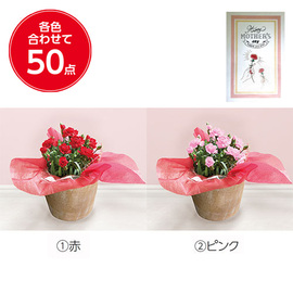 花鉢　カーネーション（カゴ付き）