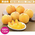 【福島特産品】黄金桃１．８Ｋｇ（５〜８玉）