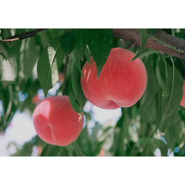 粋蜜桃　化粧箱８玉